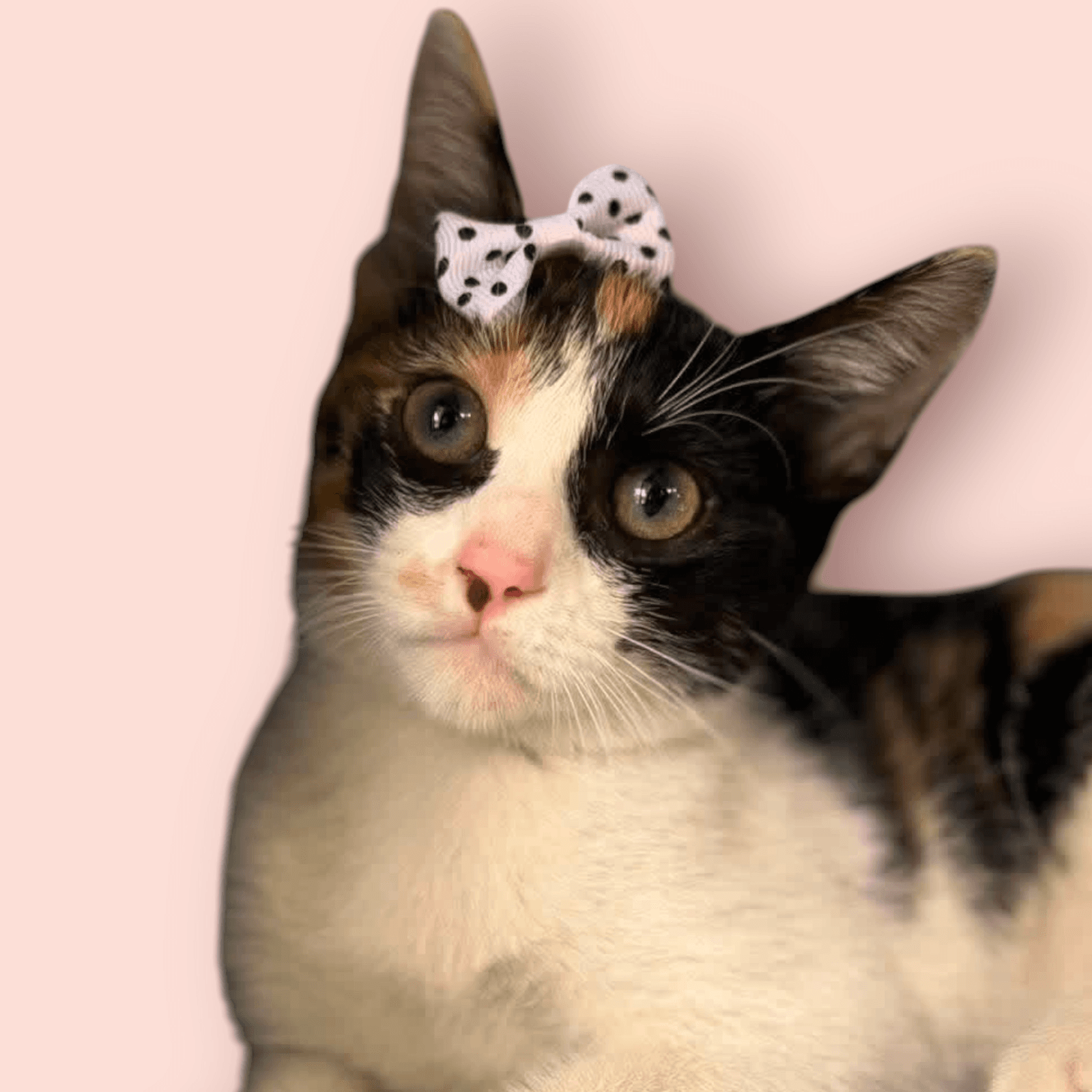 Catalaya - Domestic Short Hair