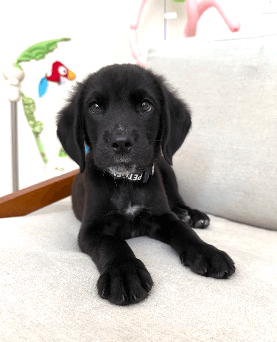 Mickey - Labrador Retriever