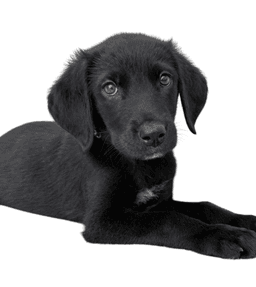 Minnie image 1
