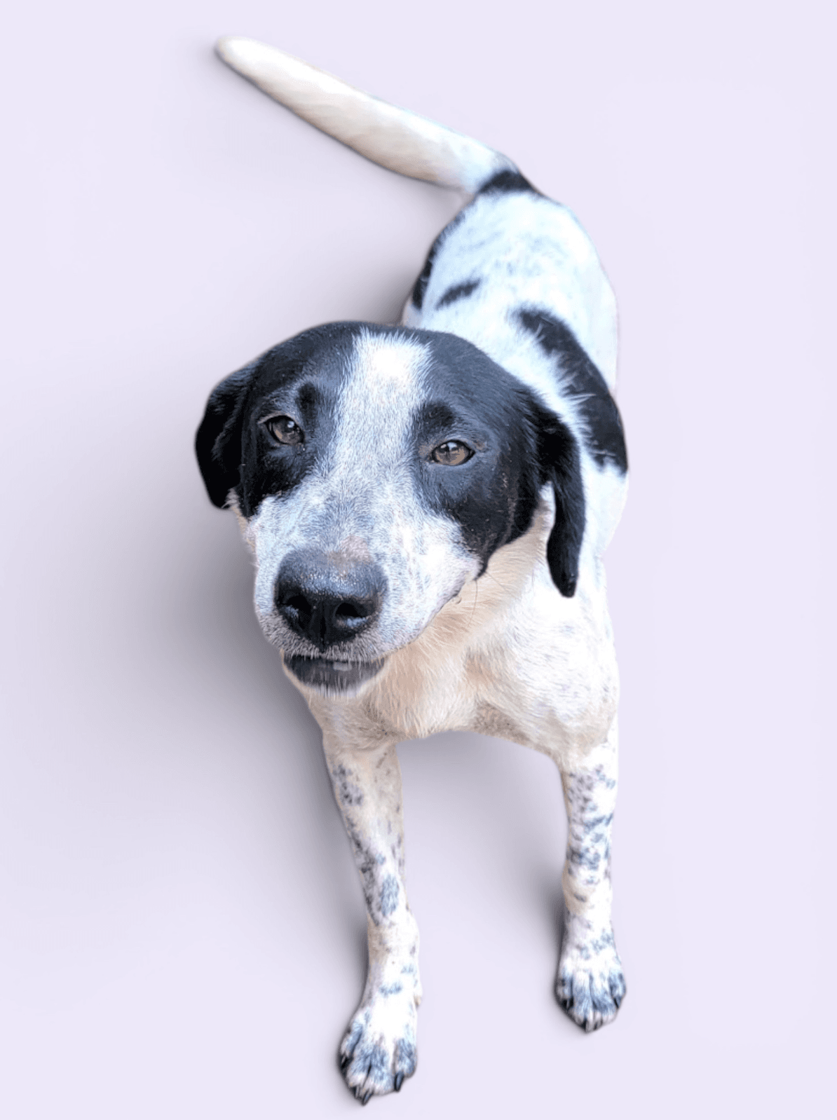 Brittany - Spaniel