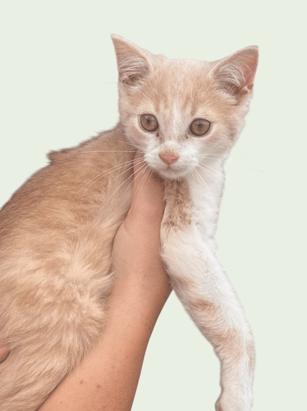 Gus - Domestic Medium Hair