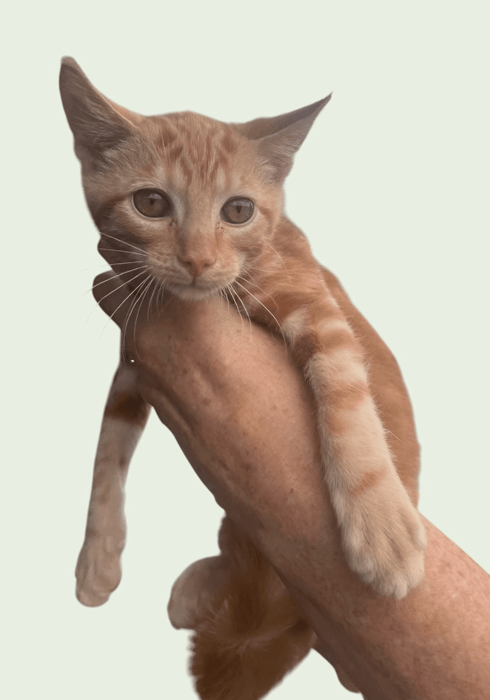 Dozer - Domestic Short Hair
