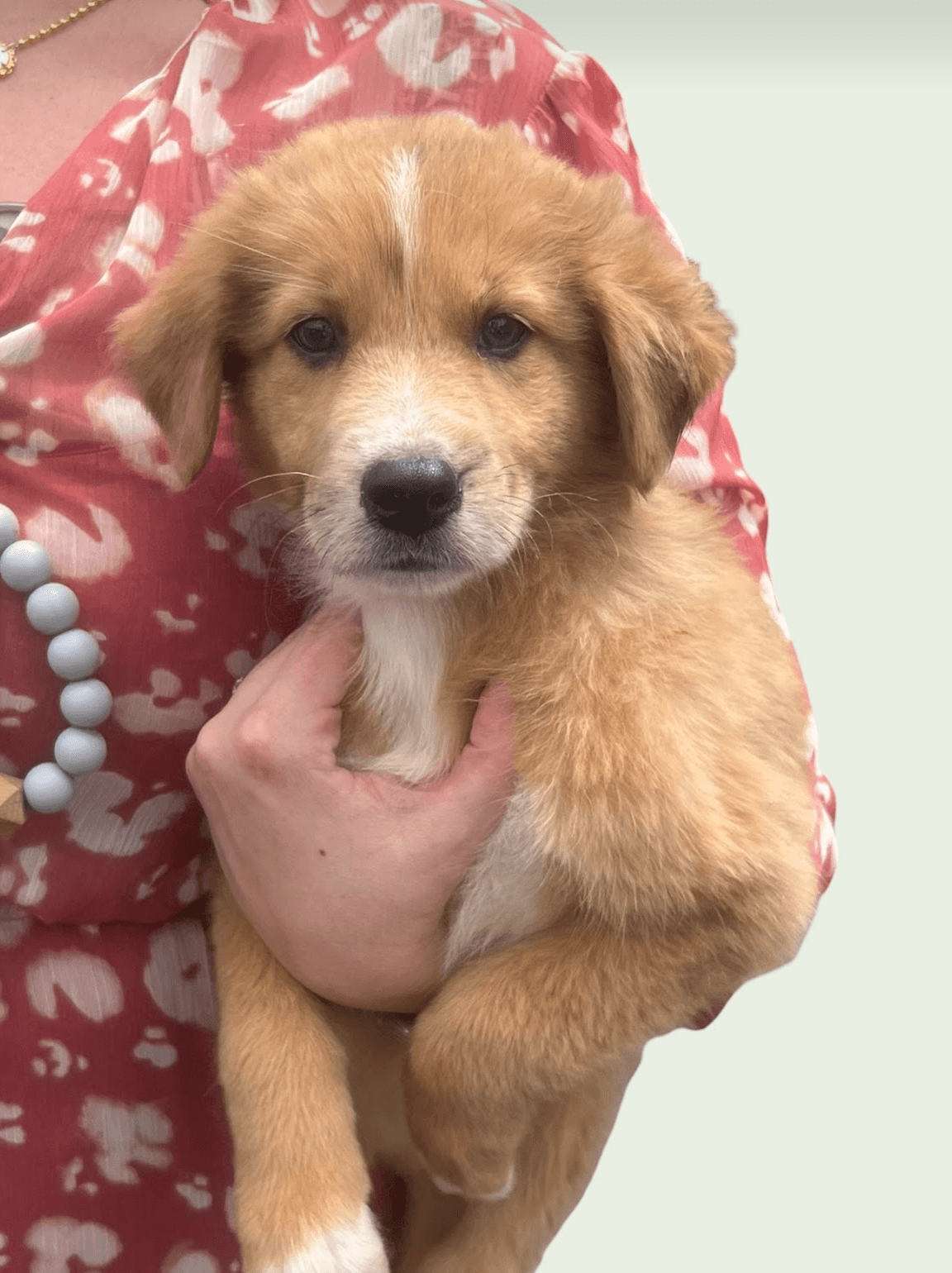 Bob - Collie