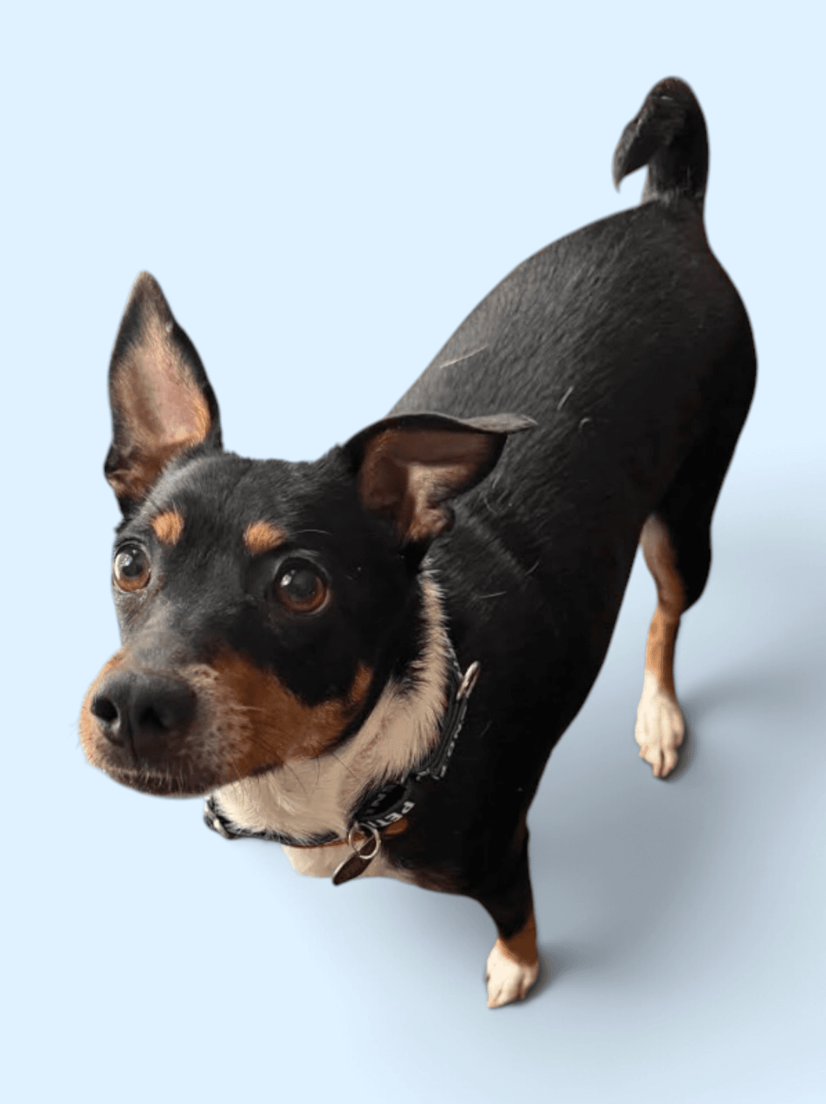 Gracie - Miniature Pinscher