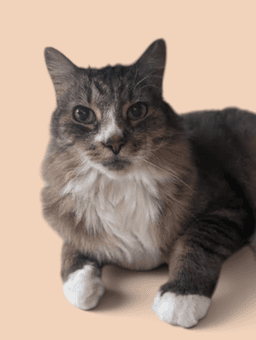 Rumpy image 1