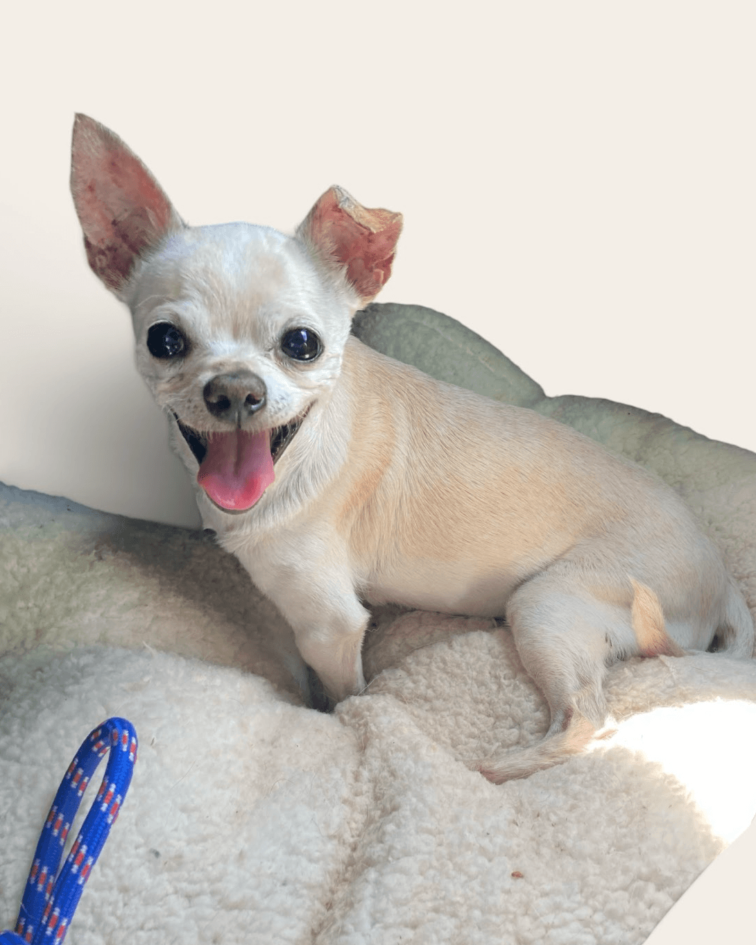 Pixie - Chihuahua