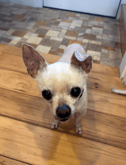 Pixie image 2