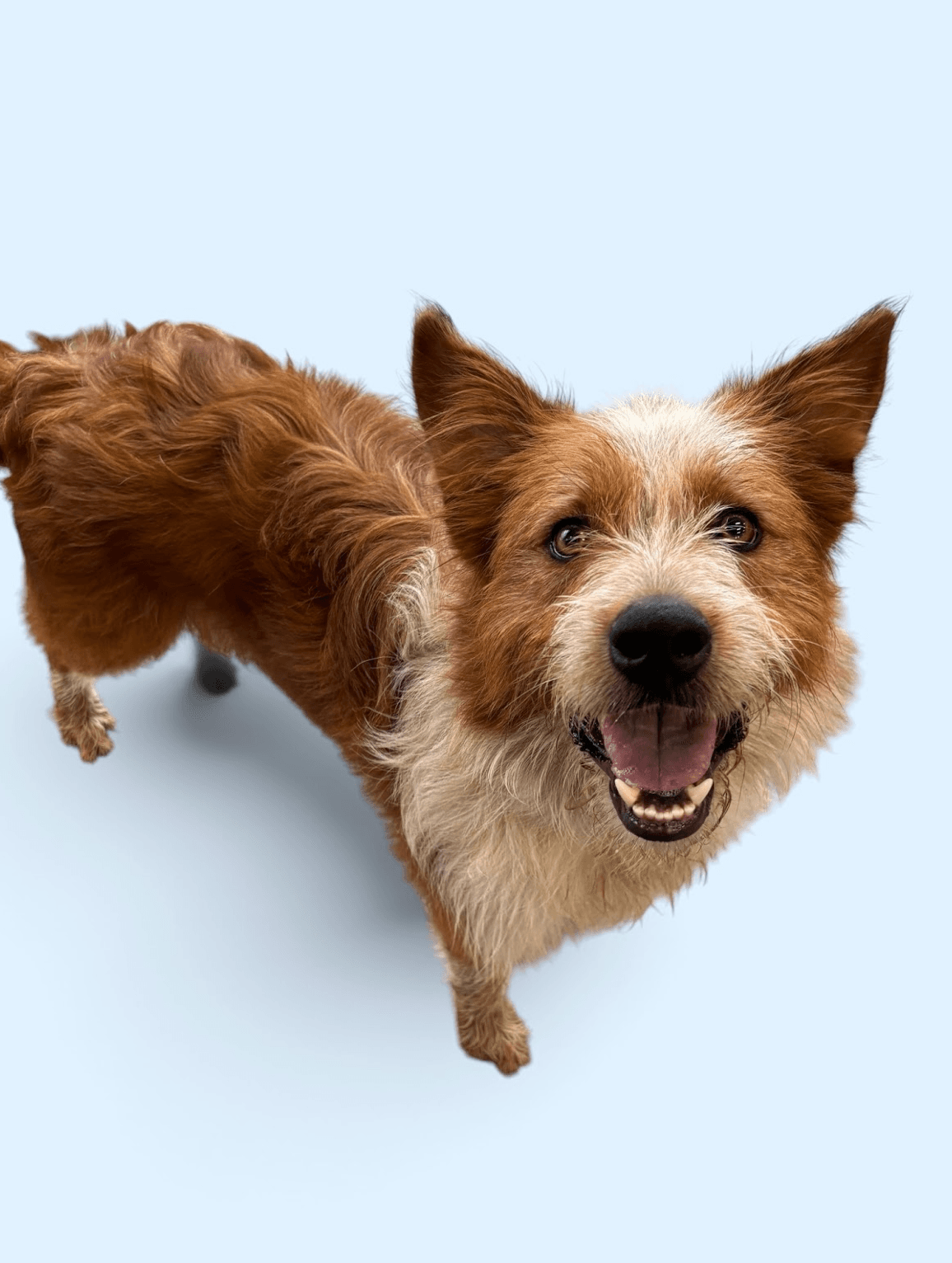 Cedar - Collie