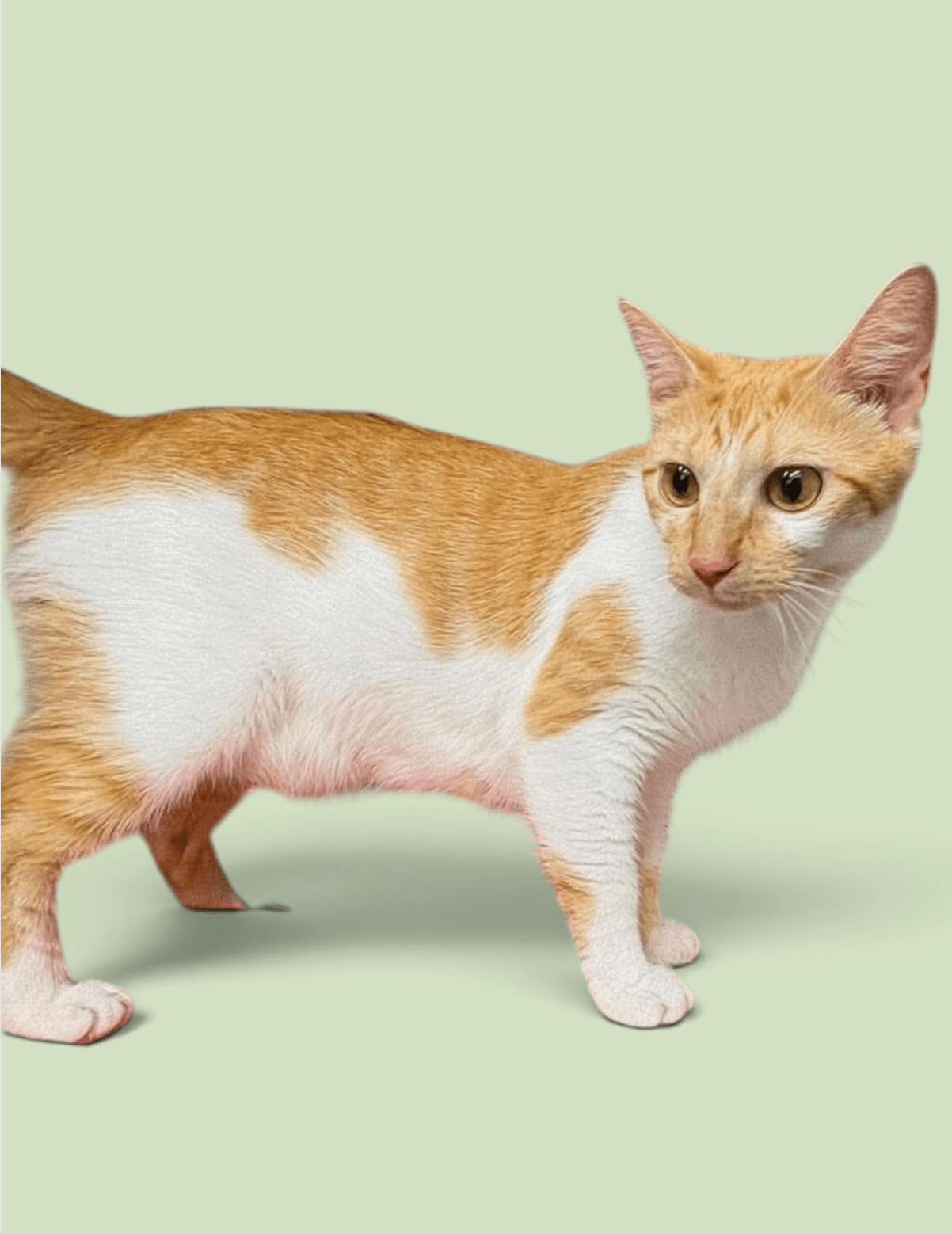 Ariel - Domestic Short Hair