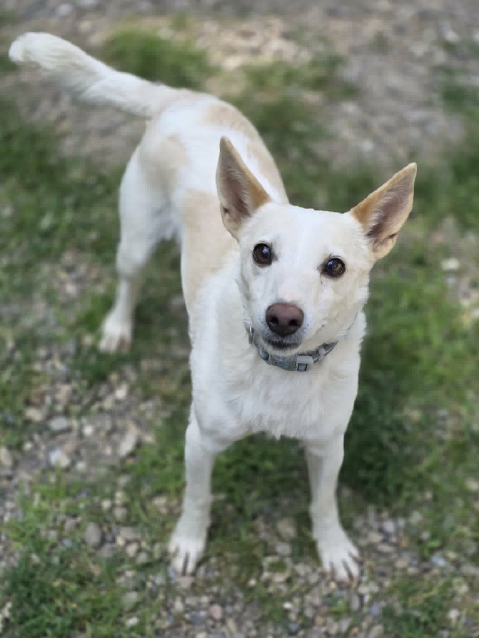Peewee - Terrier