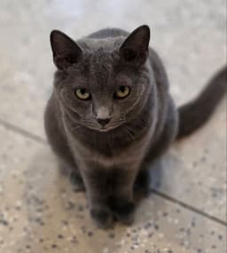 Char image 1