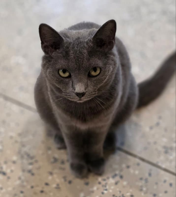Char - Domestic Short Hair