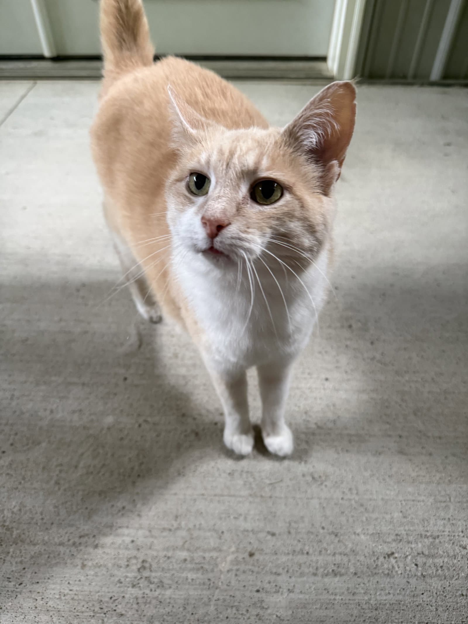Olive - Domestic Short Hair