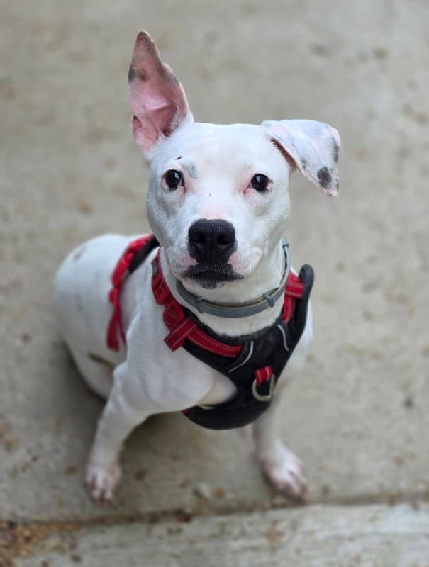 Patty Cakes - Pit Bull Terrier