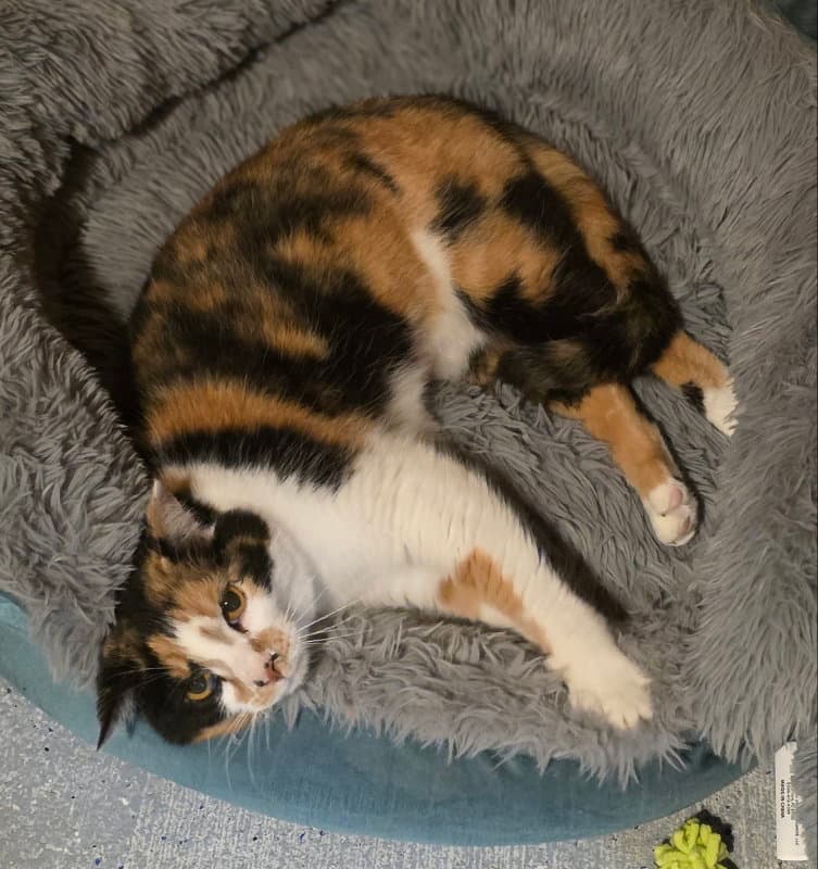 Mary Francis - Calico