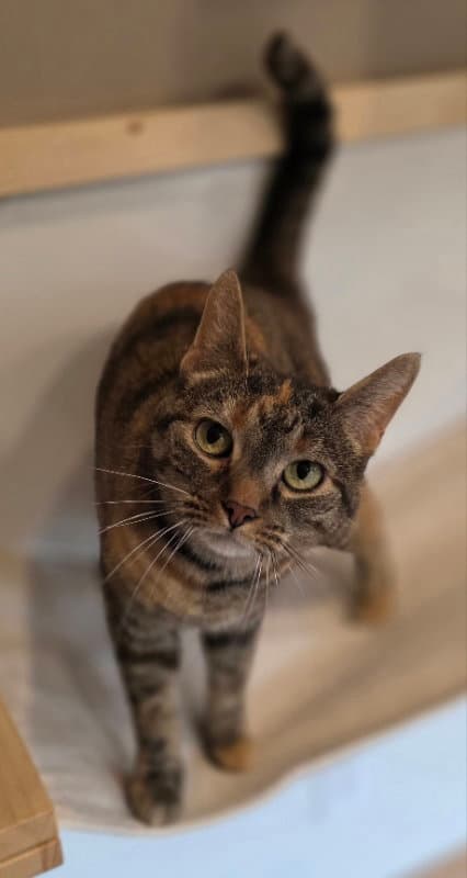 Giselle - Tabby