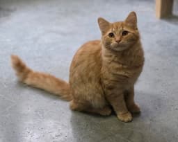 Cornelius image 3