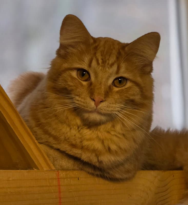 Cornelius - Domestic Medium Hair