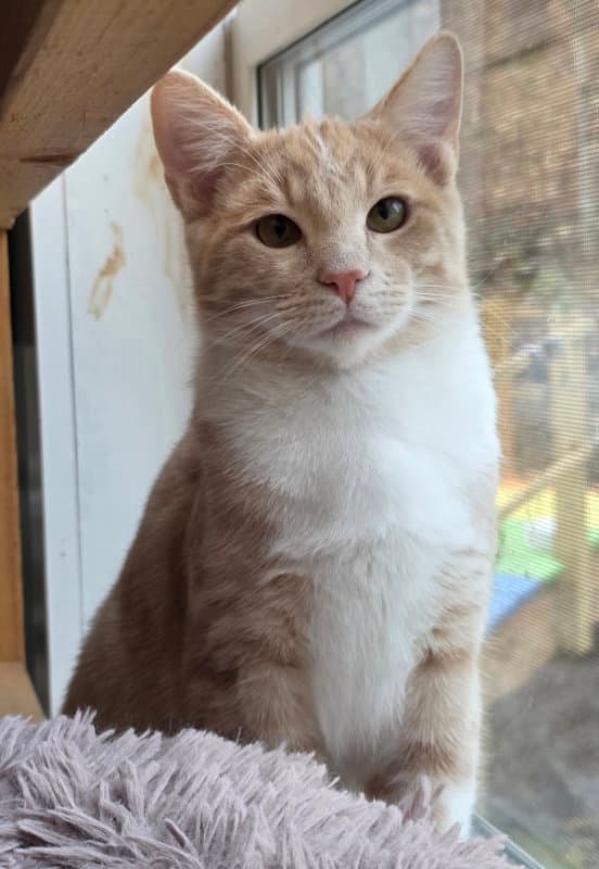 Calvin - Domestic Short Hair
