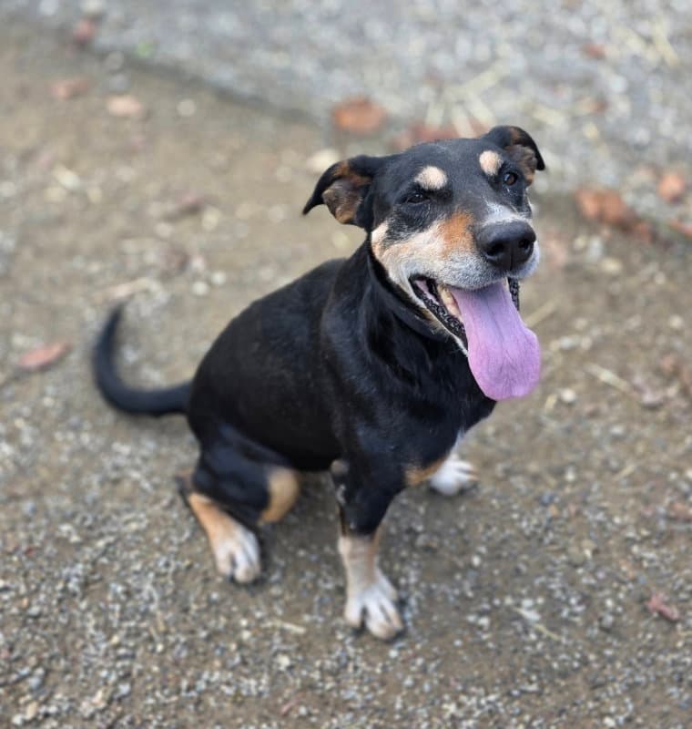 Rocket - Doberman Pinscher