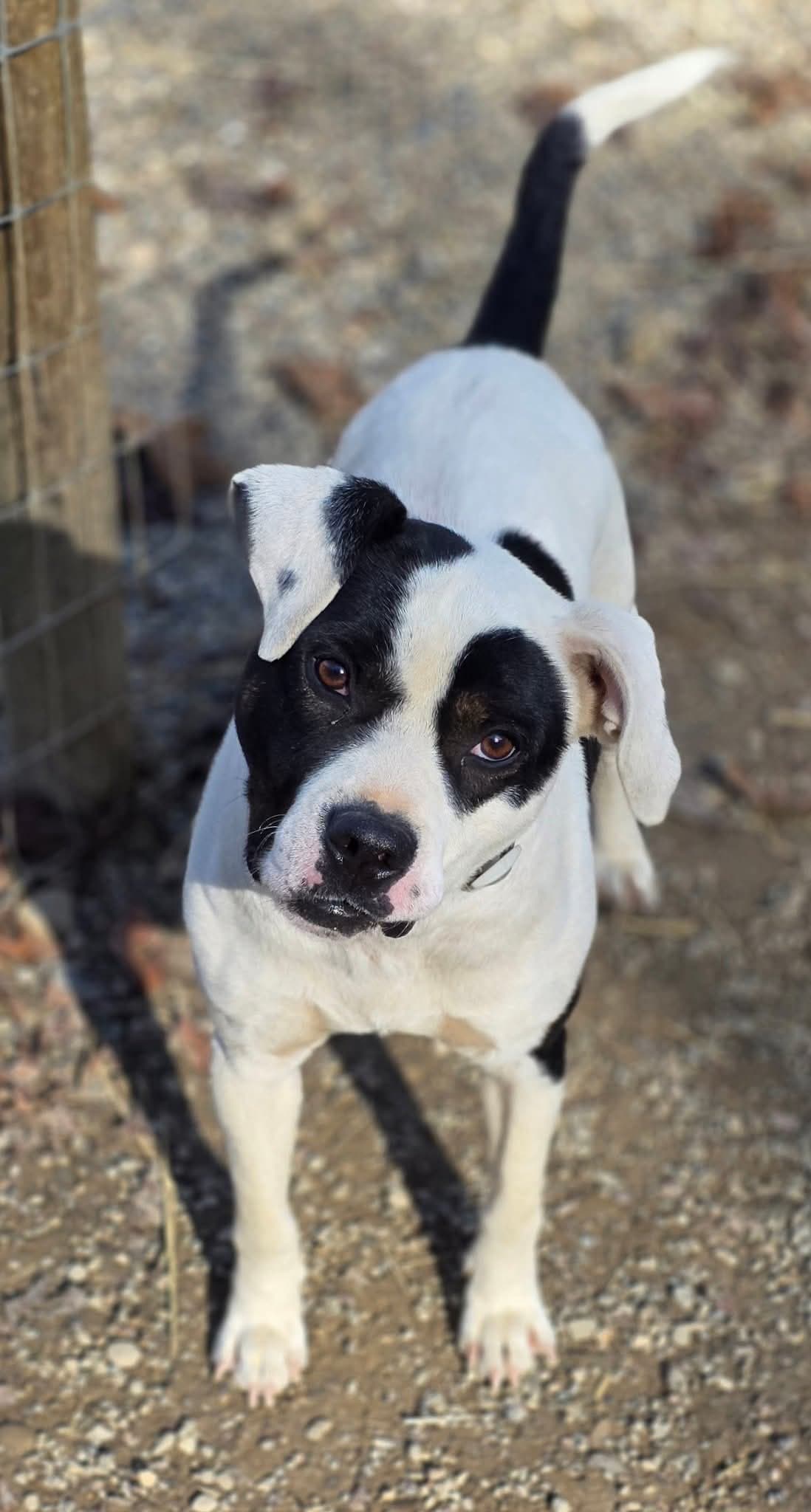 Petey - Pit Bull Terrier