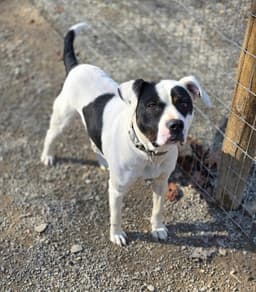 Petey image 2