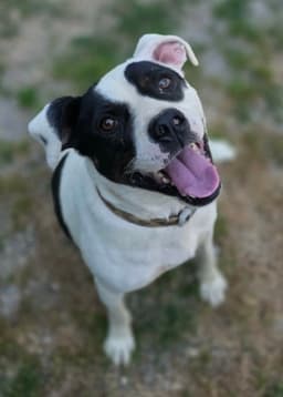 Petey image 2