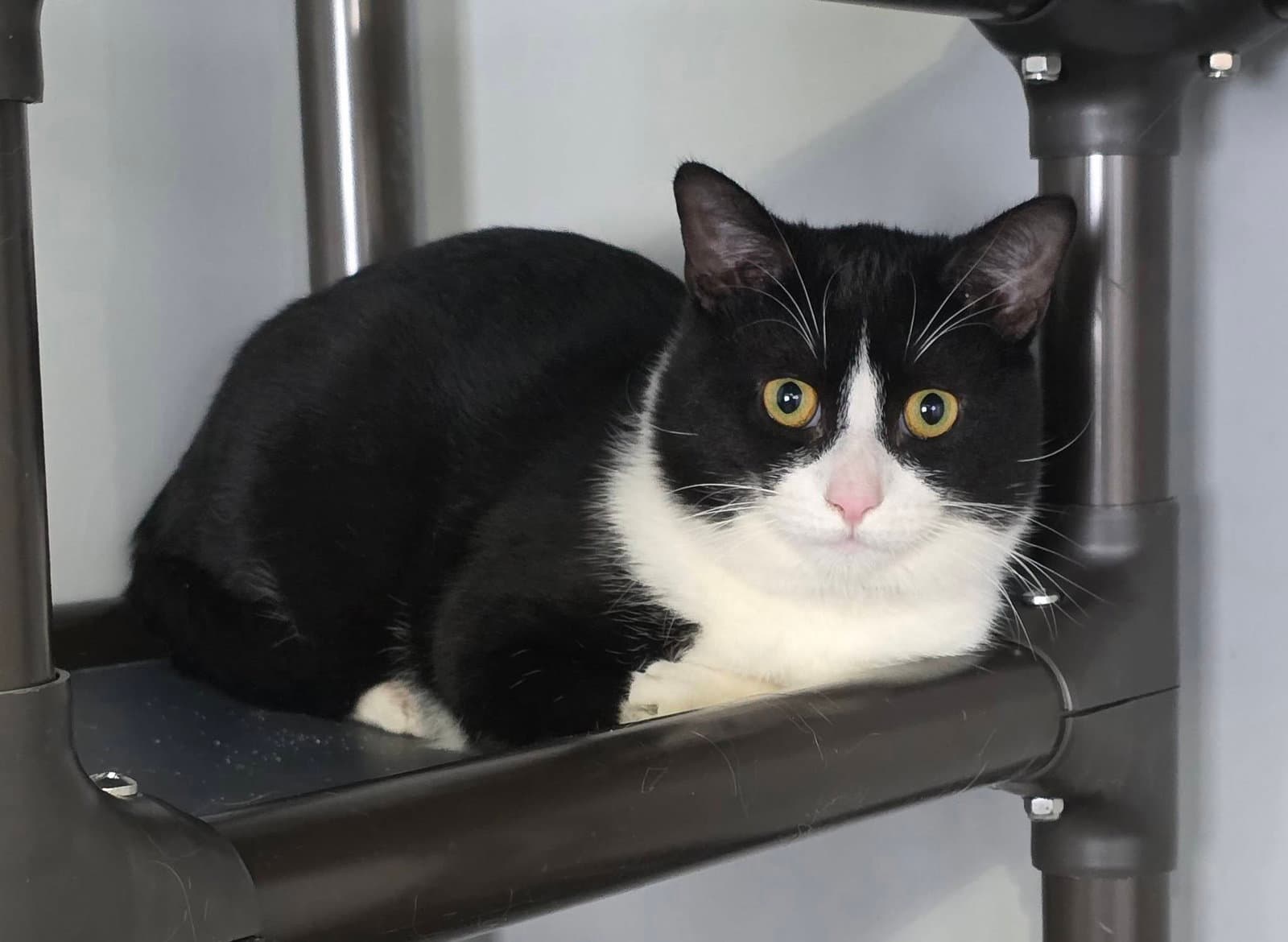 Big Tux - Domestic Medium Hair