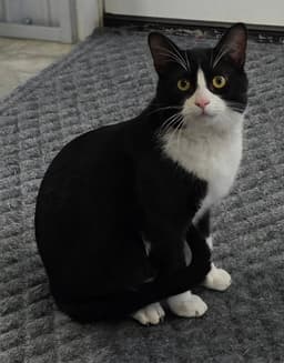 Big Tux image 2