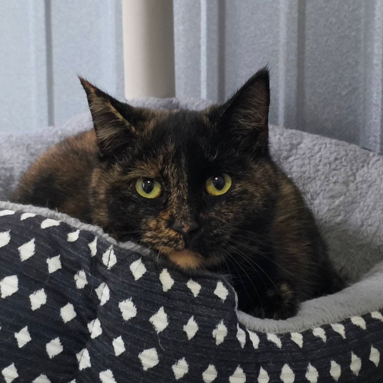 Cami - Domestic Medium Hair
