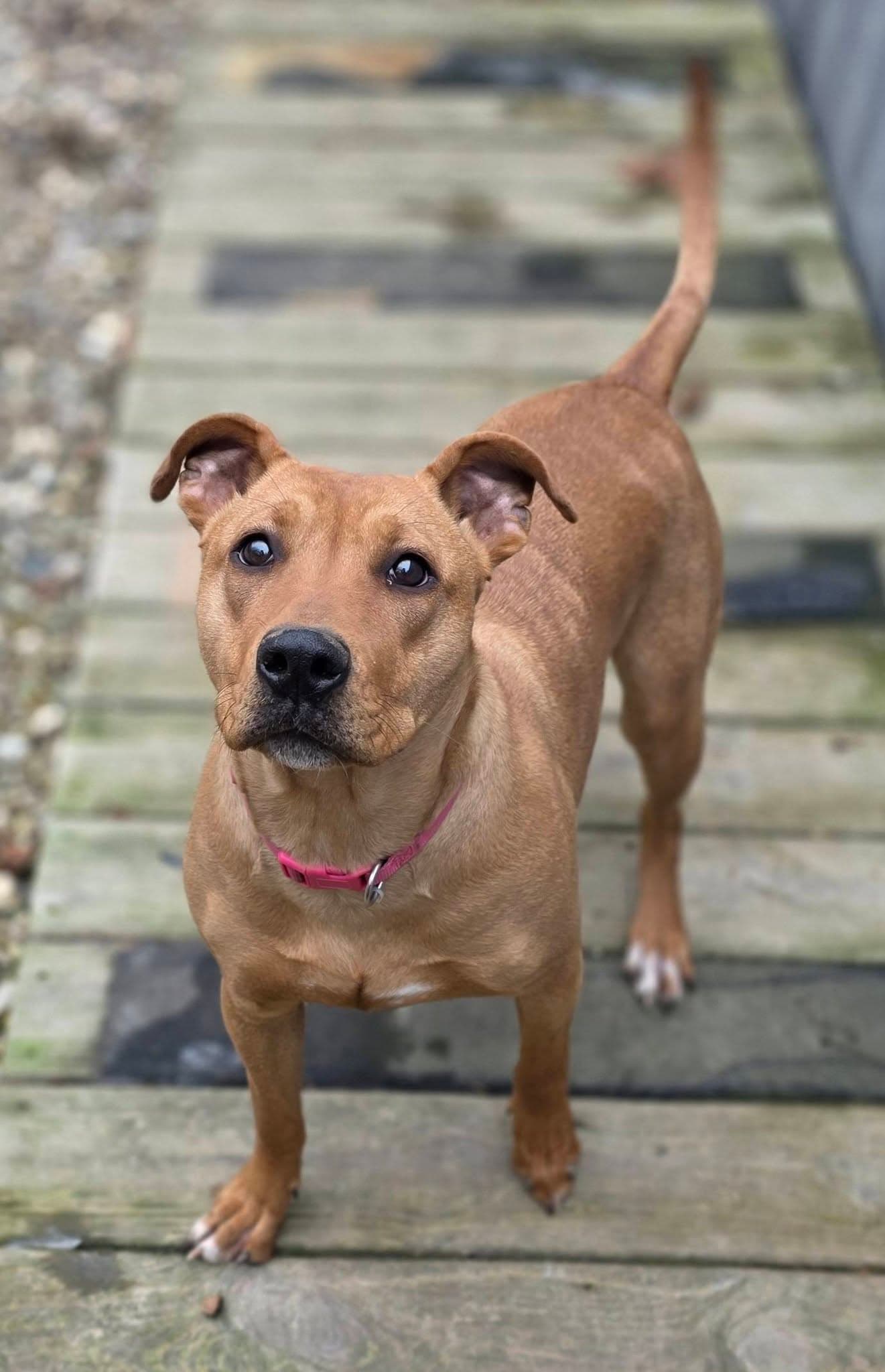 Belle - Pit Bull Terrier