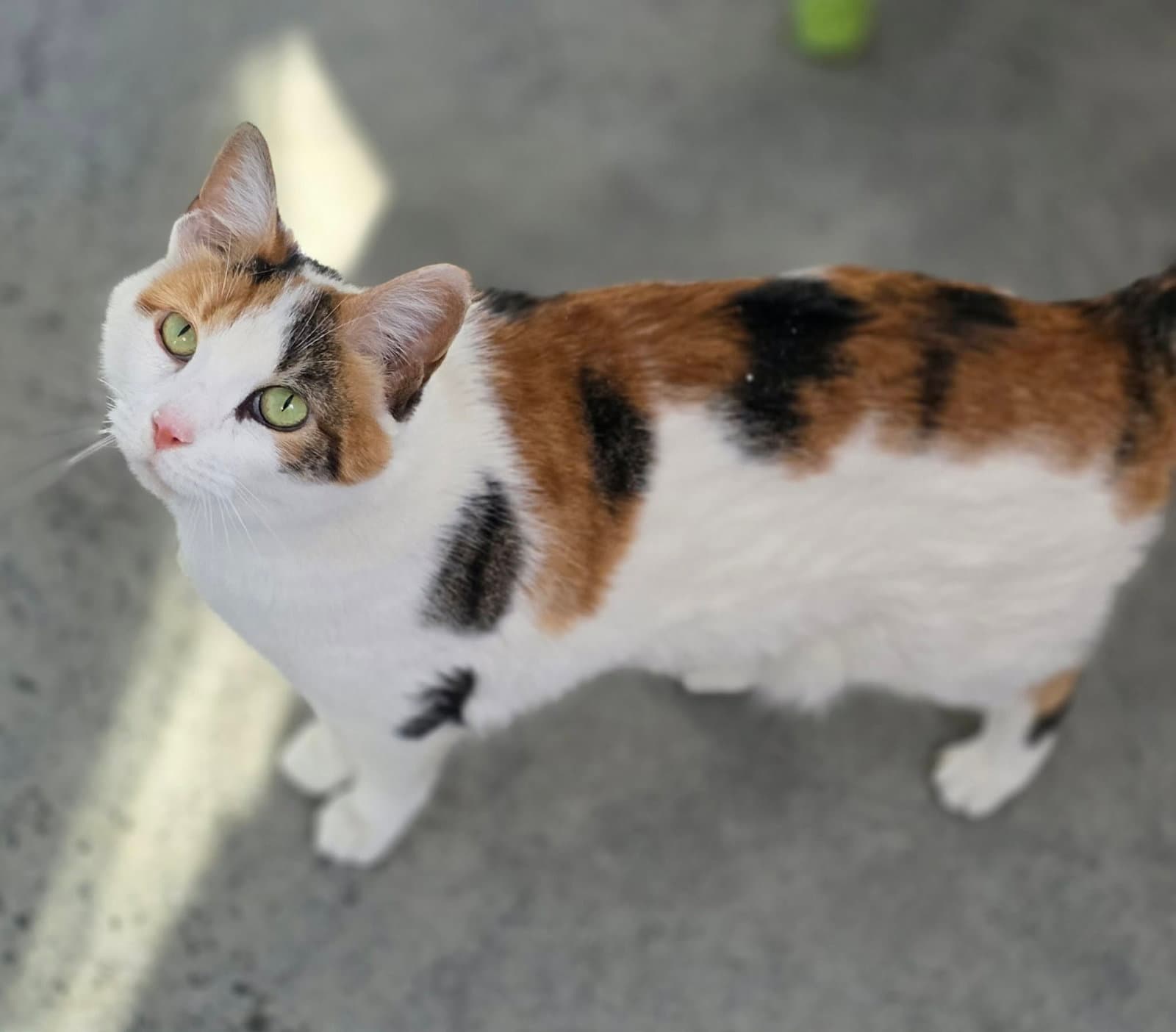 Kim - Calico