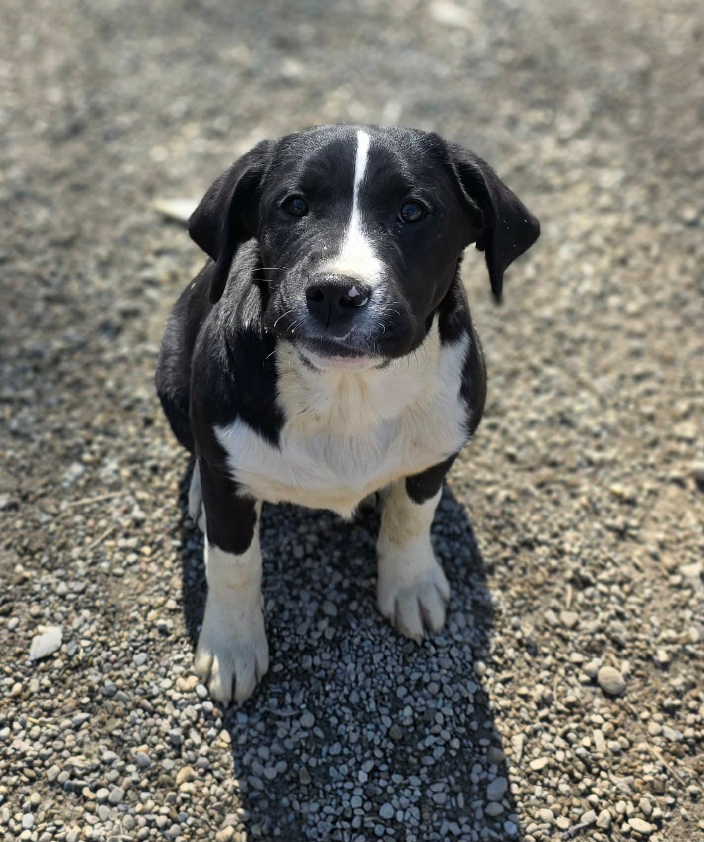 Pearl - Saint Bernard