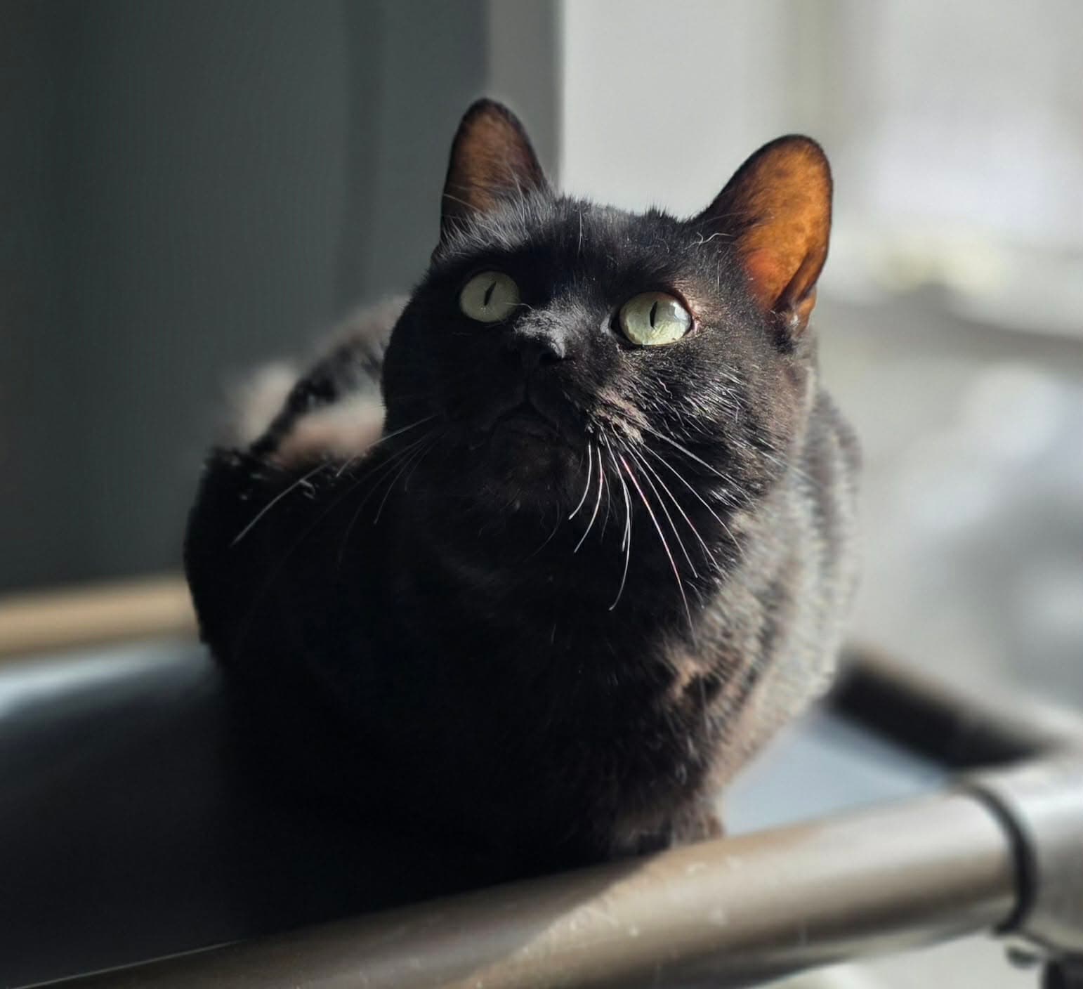 Kelli - Domestic Short Hair