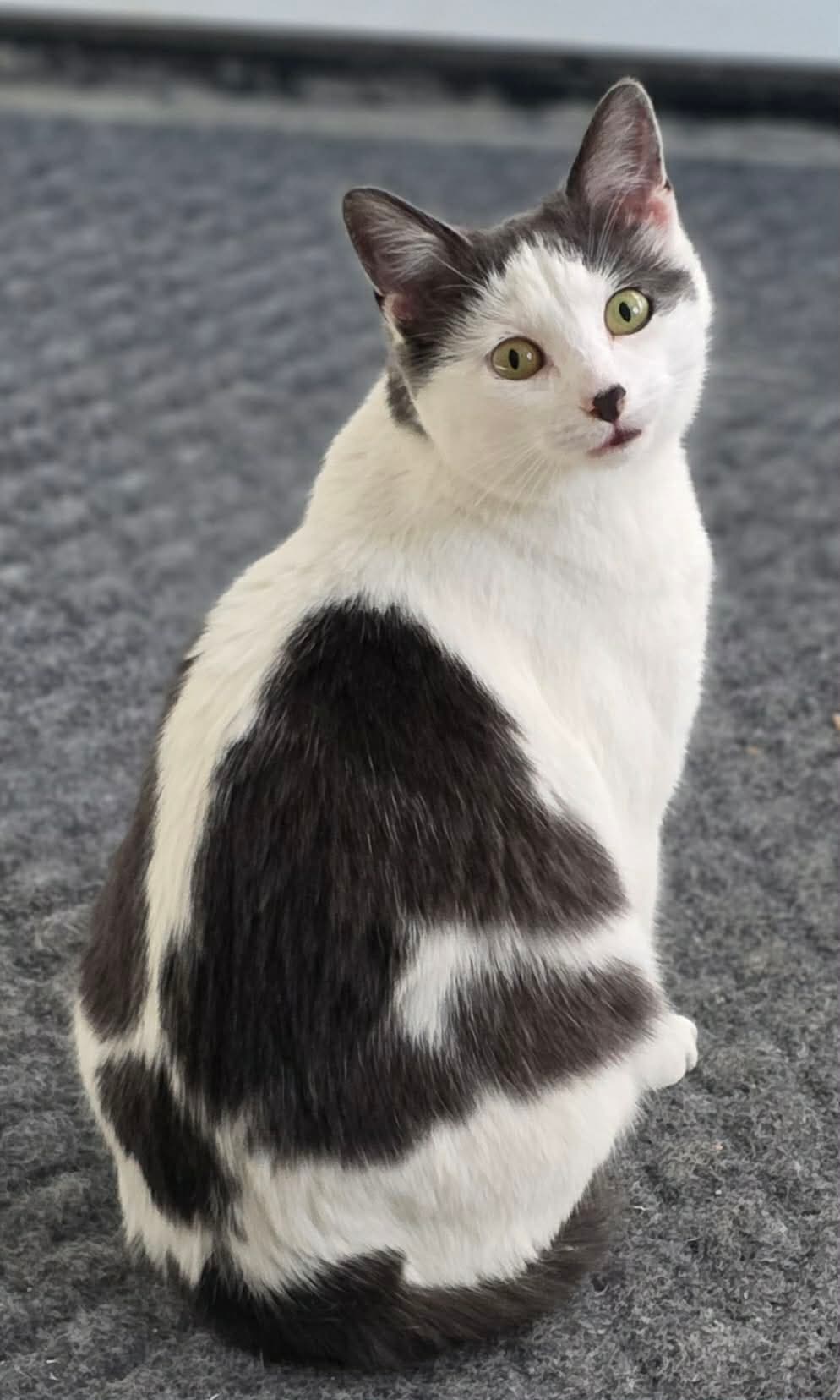Tulip - Domestic Short Hair