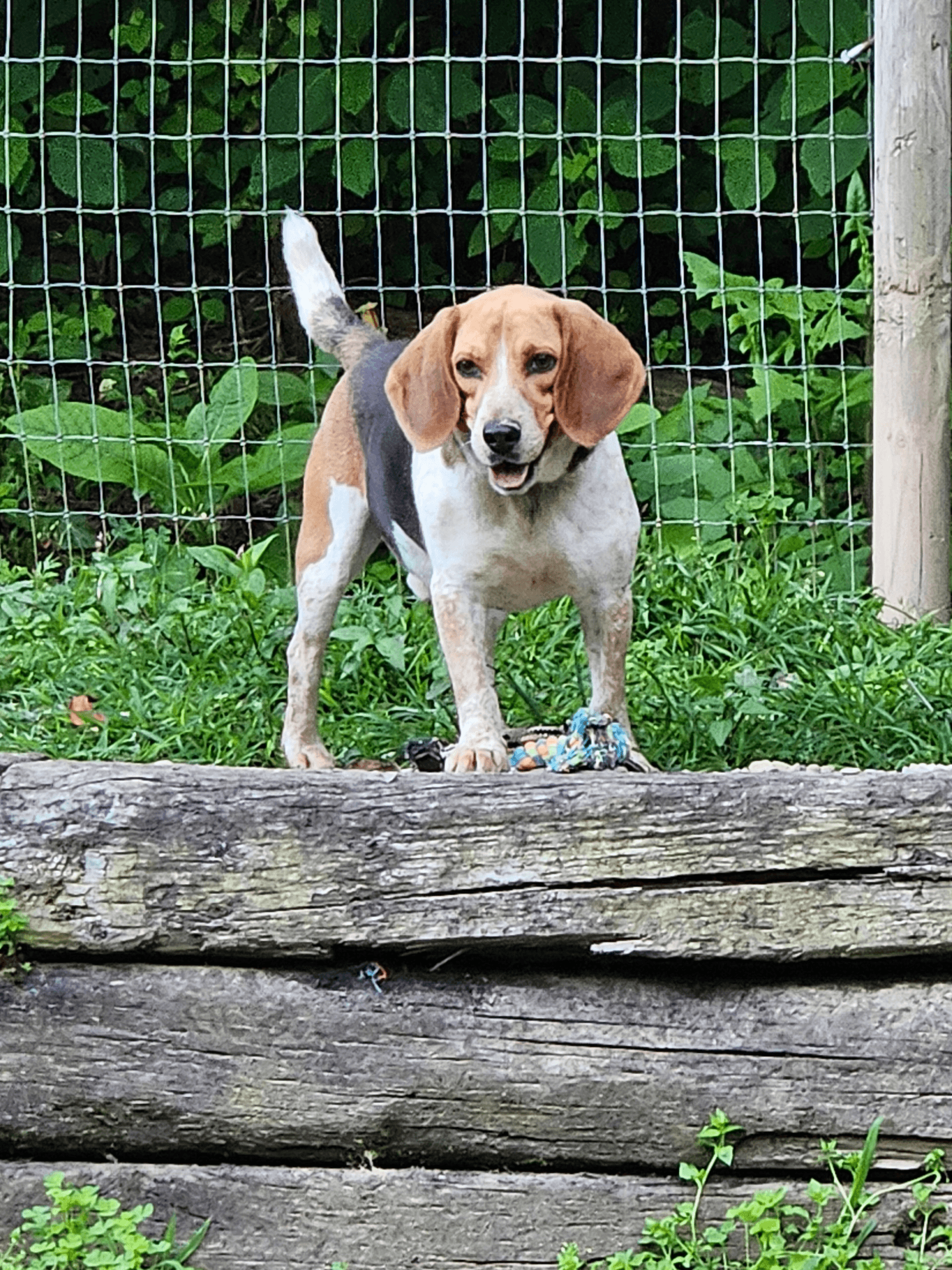 Myles - Beagle