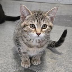 Basil image 1