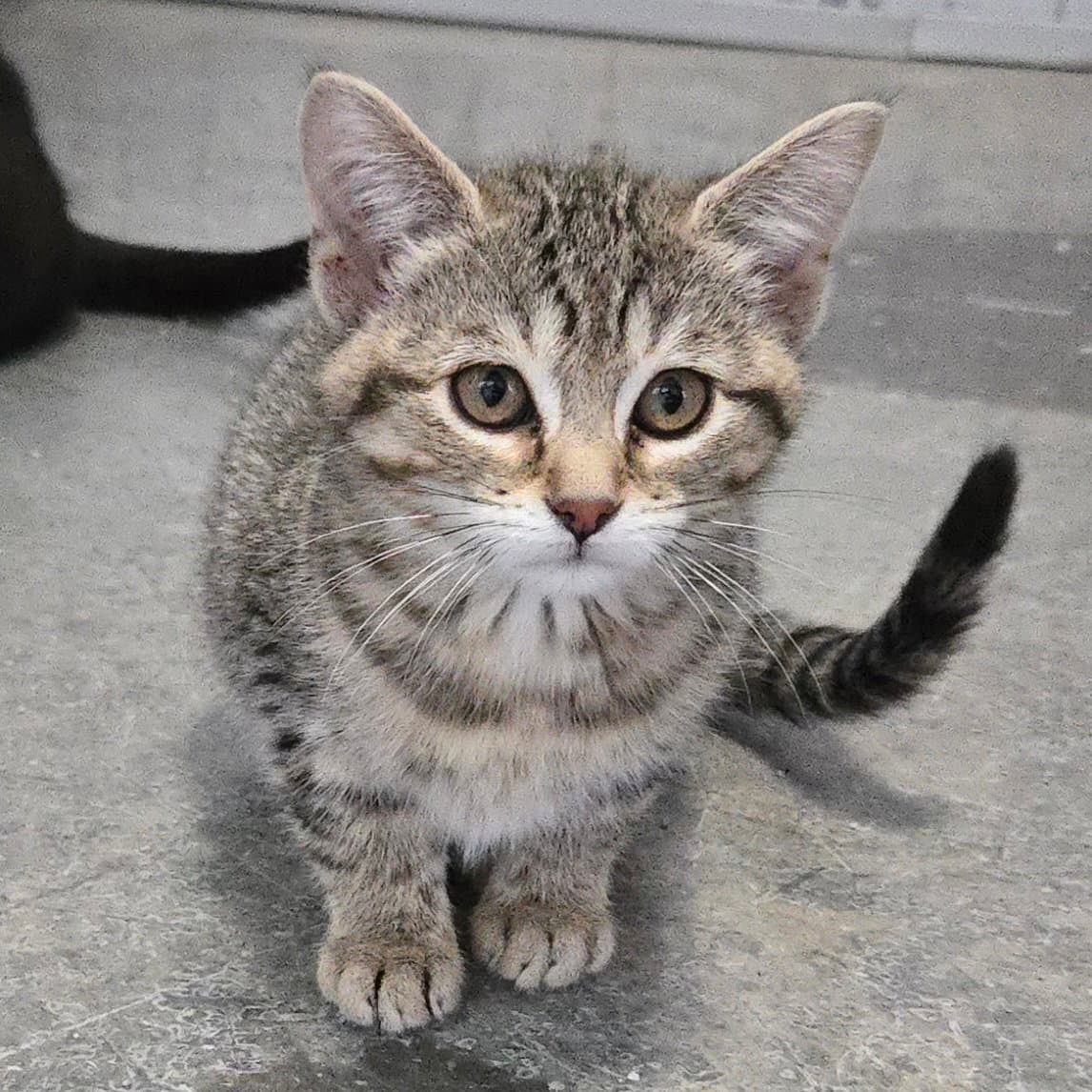 Basil - Domestic Short Hair