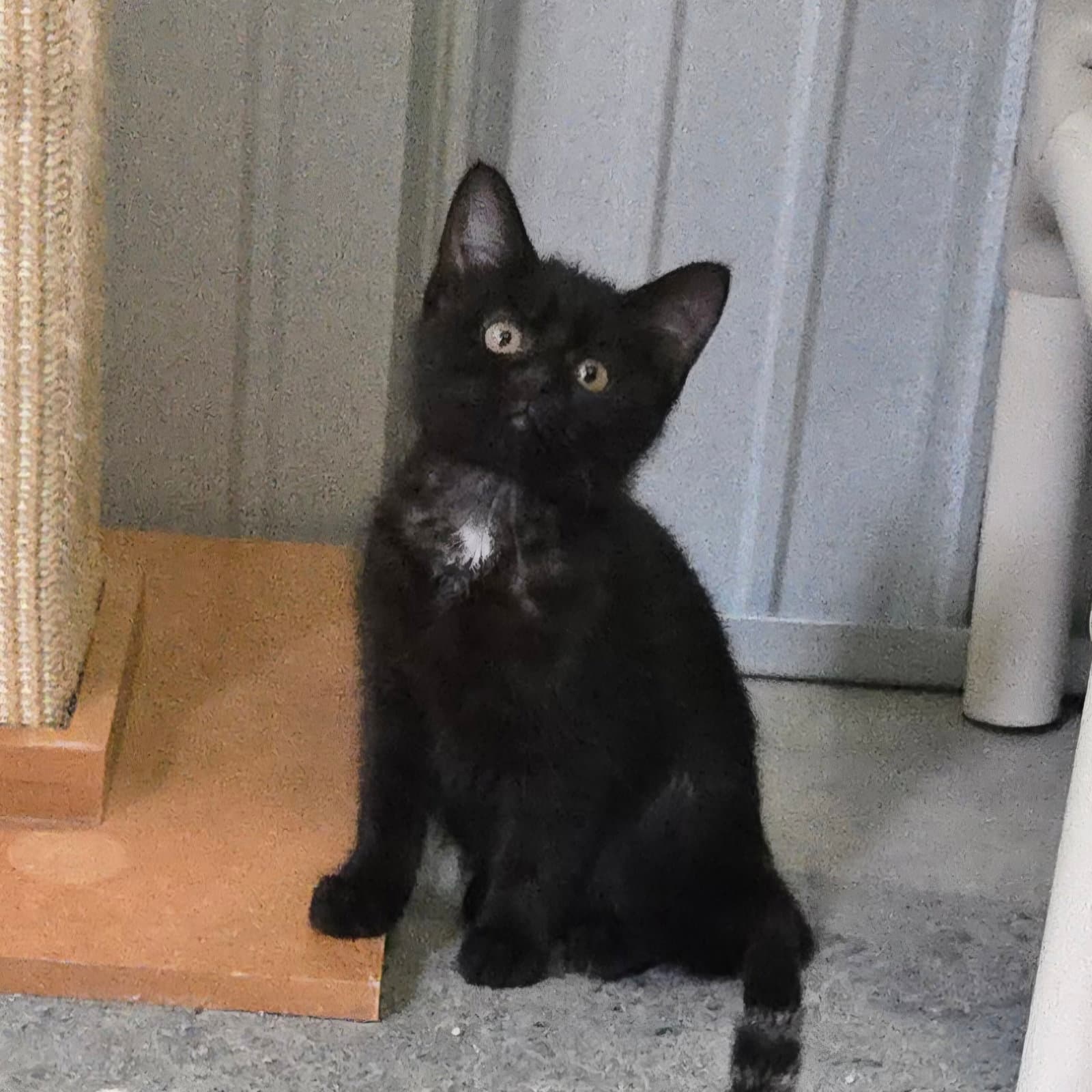Sage - Domestic Short Hair
