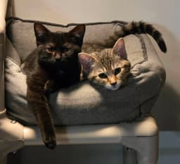 Kittens image 1
