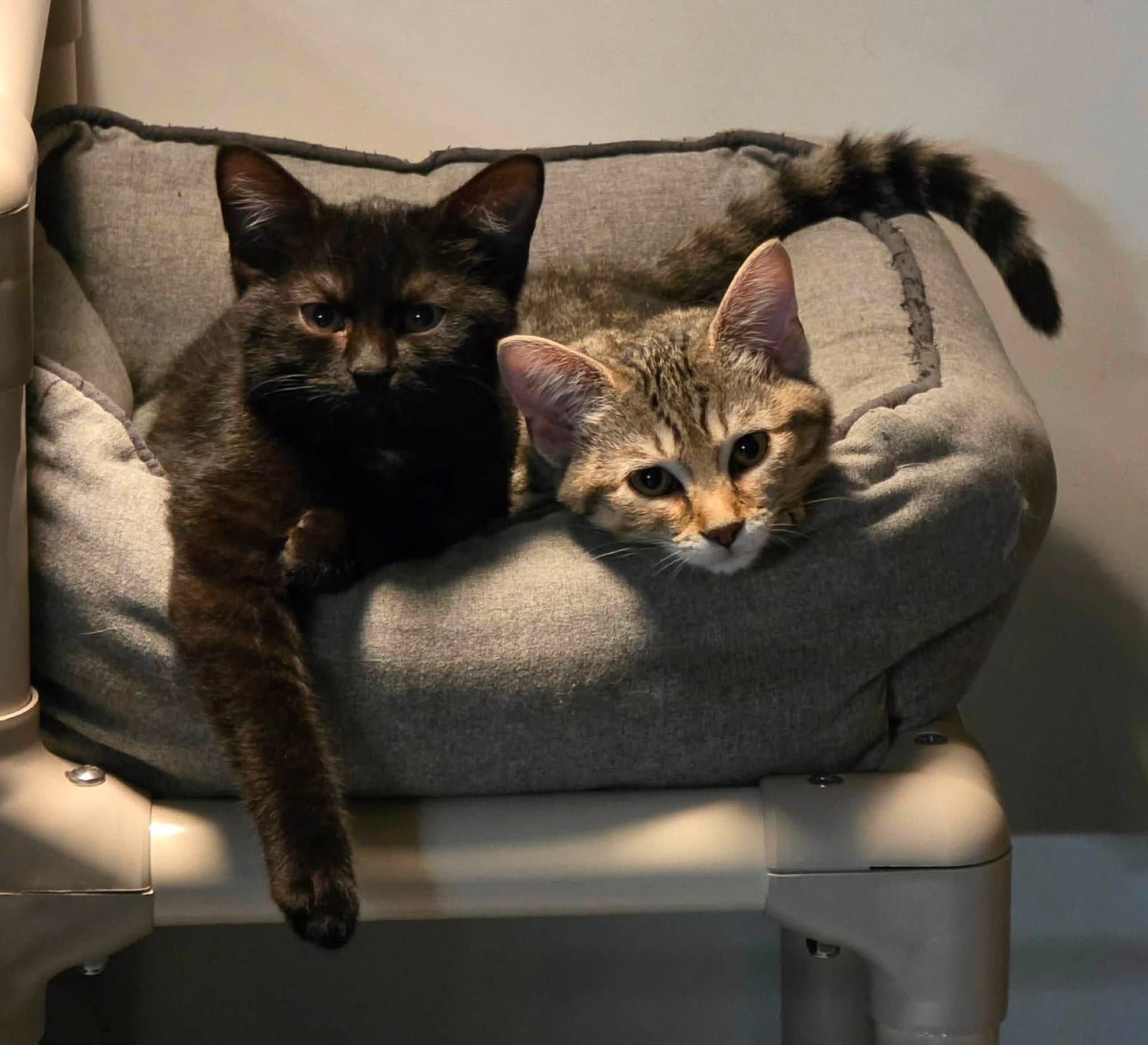 Kittens - Domestic Short Hair