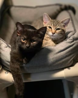 Kittens image 2