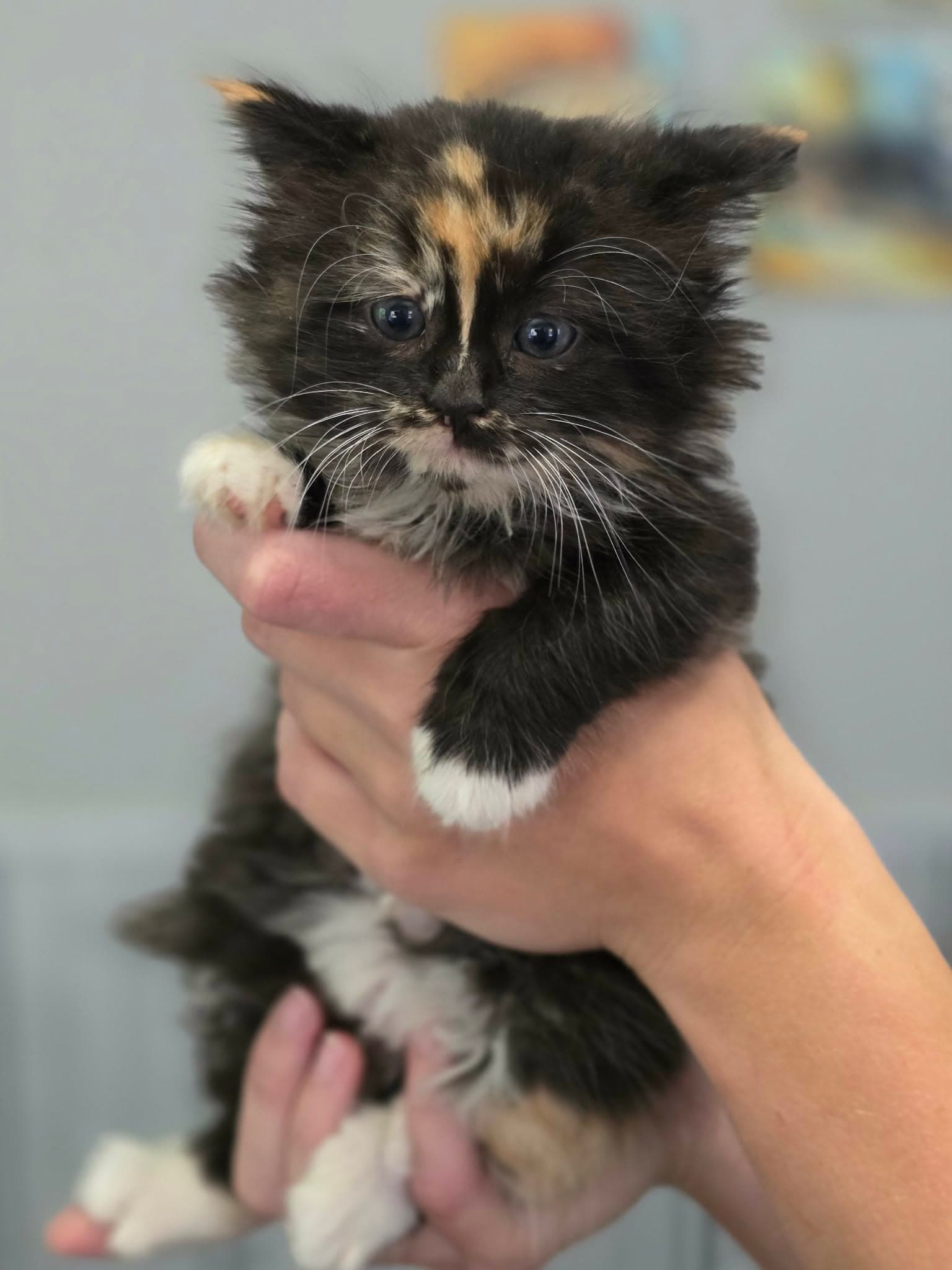 Storm - Calico