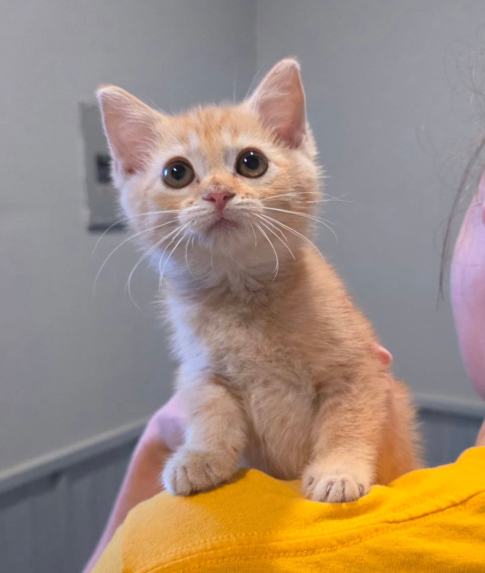 Ridley - Domestic Short Hair