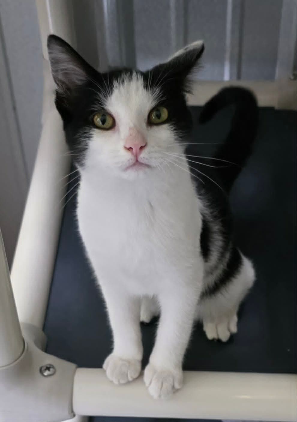 Annie - Domestic Short Hair
