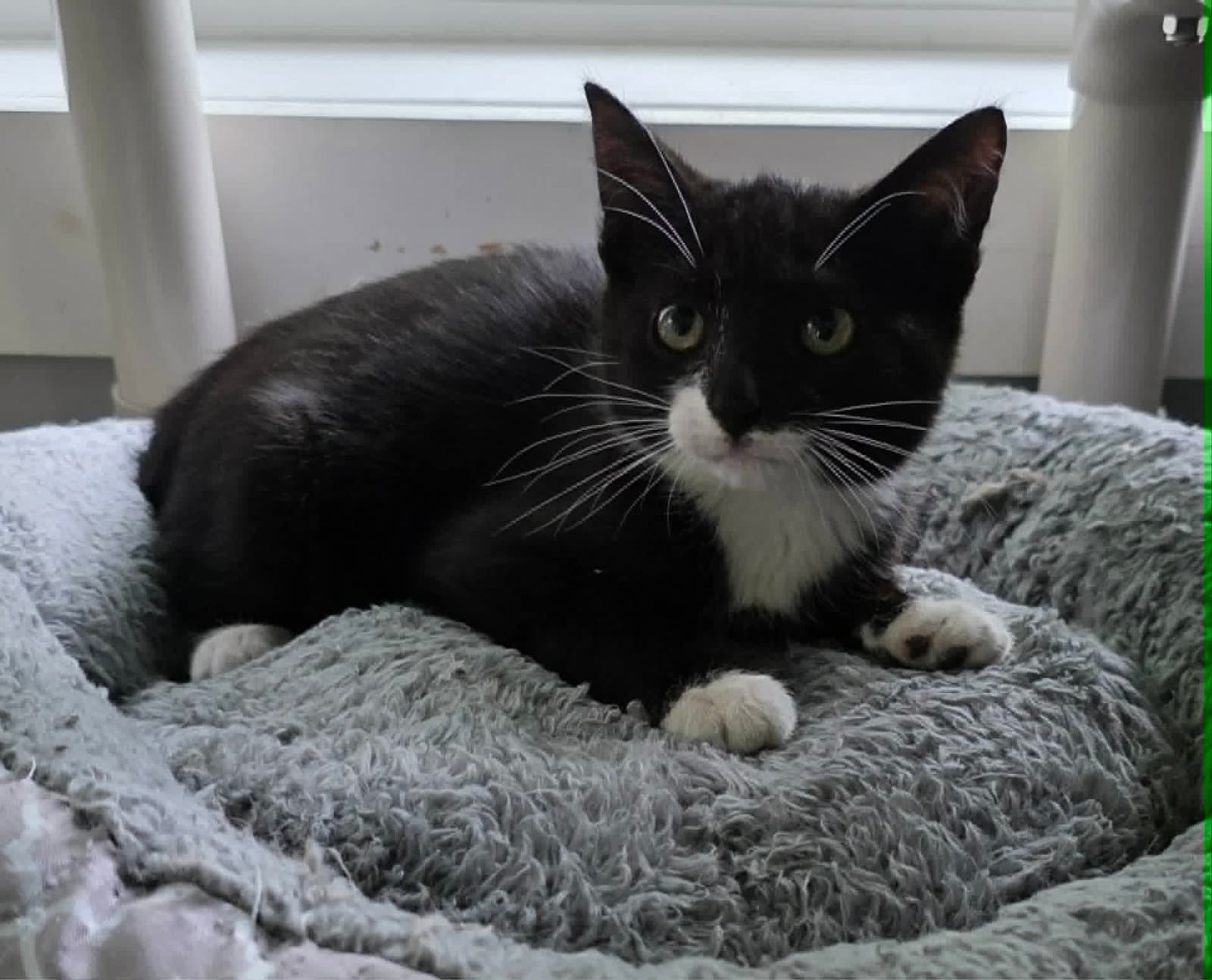 Andre - Domestic Short Hair