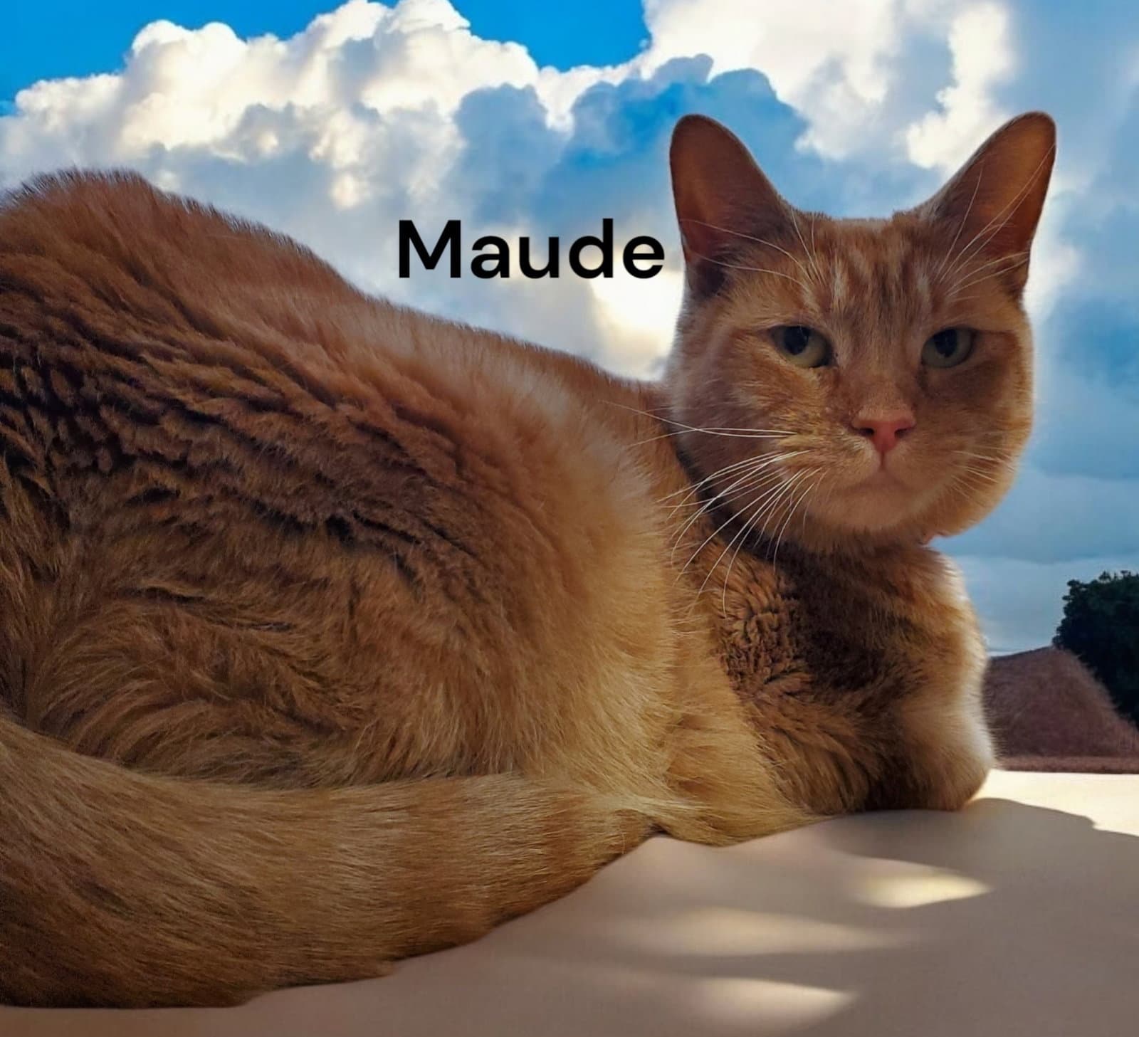 Maude - Tabby