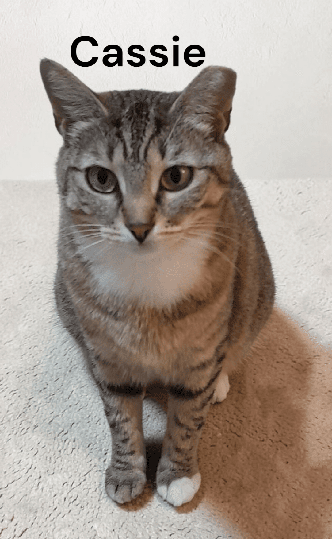 Cassie - Tabby