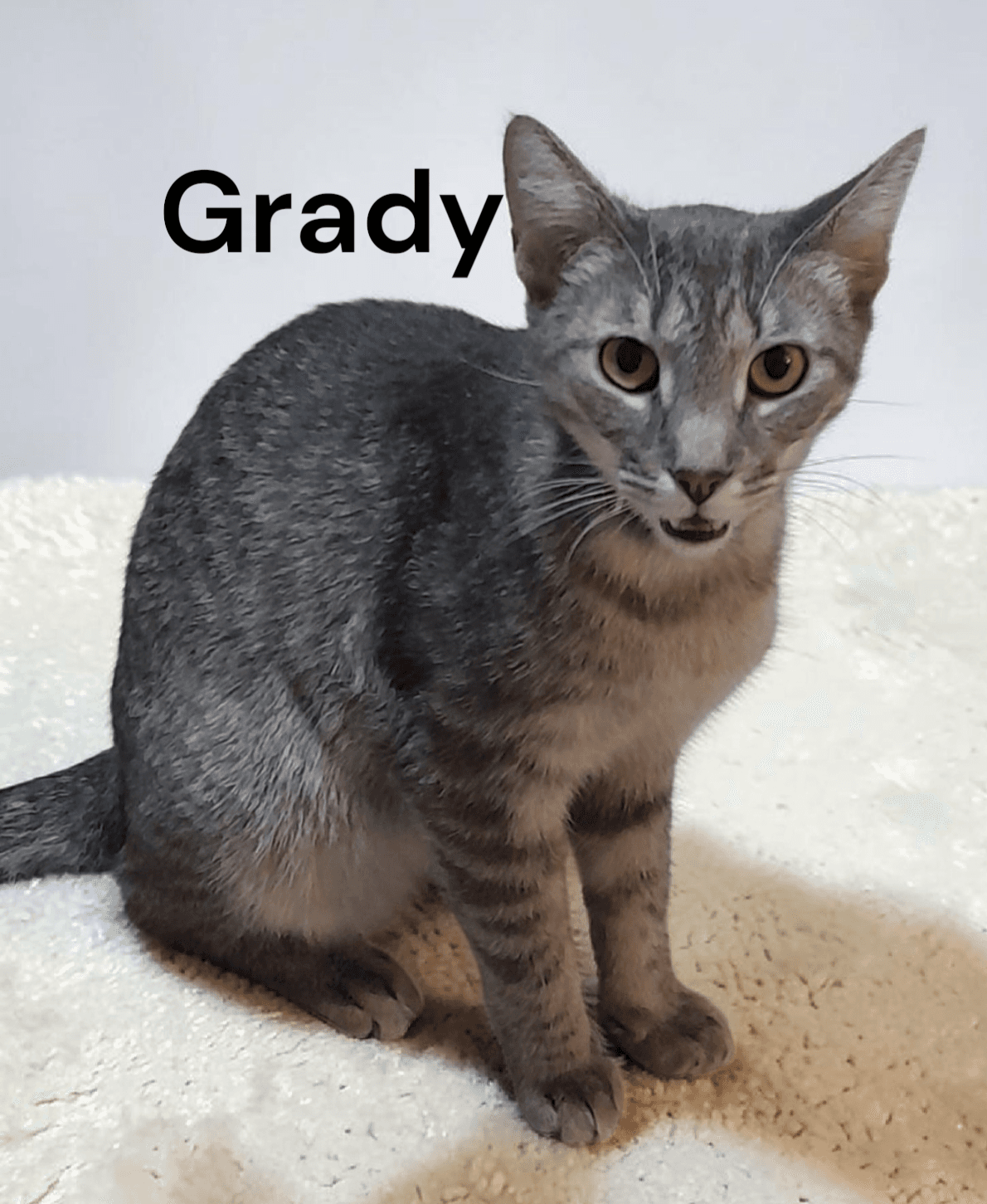 Grady - Tabby