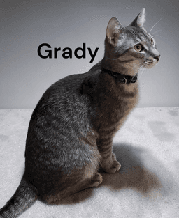 Grady image 2